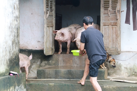 Người sống chung với vật nuôi ở vùng lũ