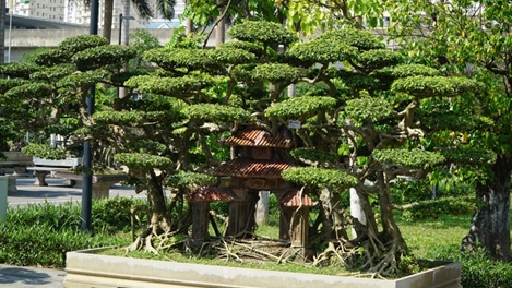 Chiêm ngưỡng 500 cây cảnh, bonsai cực quý hiếm tại Hà Nội