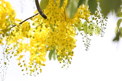 Muồng hoàng yến rực vàng giữa nắng hè Hà Nội