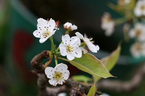 Hoa lê trắng tinh khôi trên đường phố Hà Nội