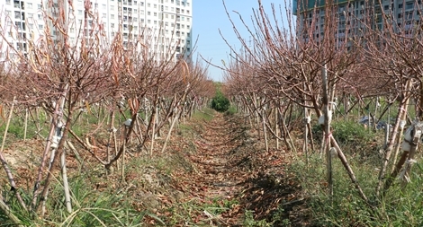 Hàng nghìn gốc đào chết khô trước Tết