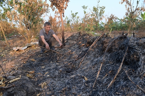 Xót xa hàng trăm cây ăn quả ở Hưng Yên nghi bị kẻ gian phá họa