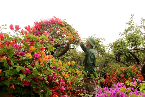 Rực rỡ loài hoa giấy ngũ sắc nhiều đại gia săn tìm chơi Tết