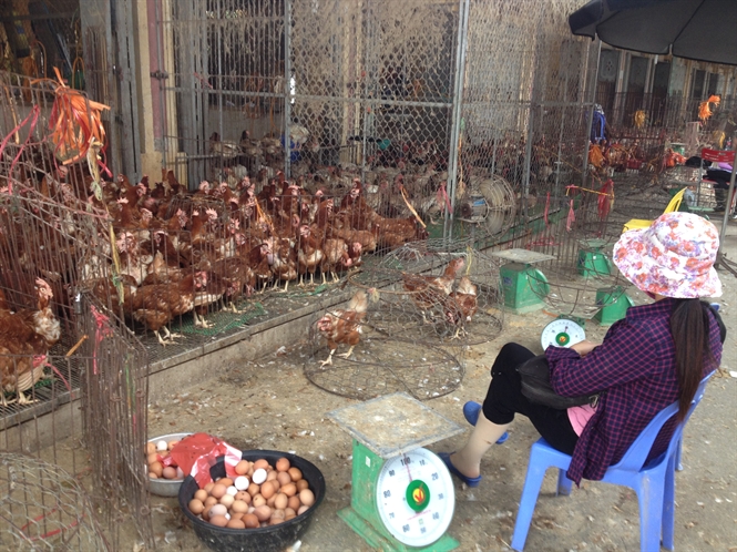 Làm rõ thông tin mua bán dấu kiểm dịch thú y tại chợ đầu mối gia cầm Hà Vĩ