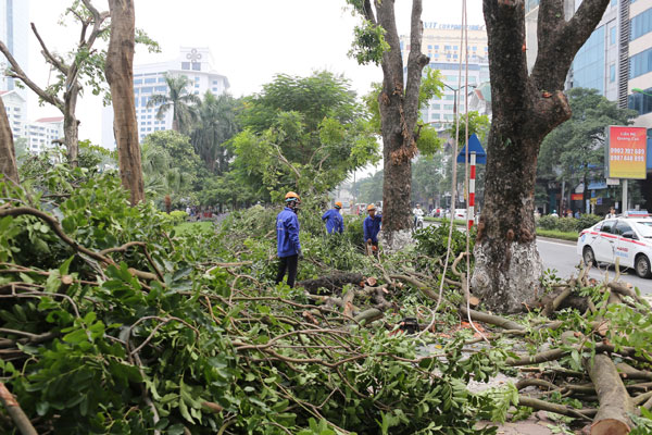 Hà Nội di chuyển, chặt hạ 130 cây xanh trên đường Kim Mã