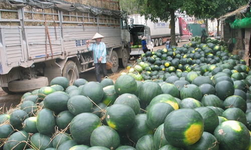 Thủ tướng yêu cầu “giải cứu” nông sản ách tắc tại Tân Thanh