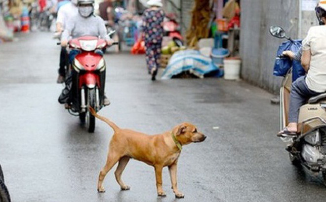 Người Hà Nội đang nuôi gần 500.000 con chó, mèo