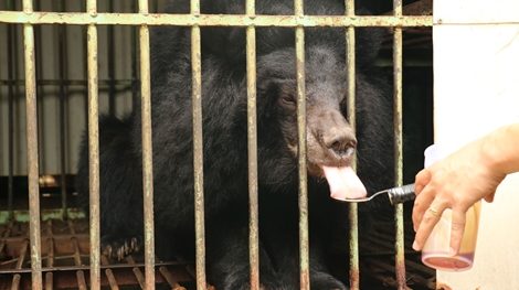 Cứu hộ gấu ngựa nuôi nhốt cuối cùng tại Gia Lai