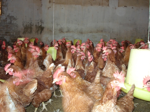 Nhập lậu gia cầm tăng, Bộ Nông nghiệp "thúc" xử lý nghiêm