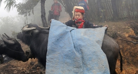 Rét đậm, rét hại đến ngày 20/12 trên diện rộng tại miền Bắc và Trung Bộ