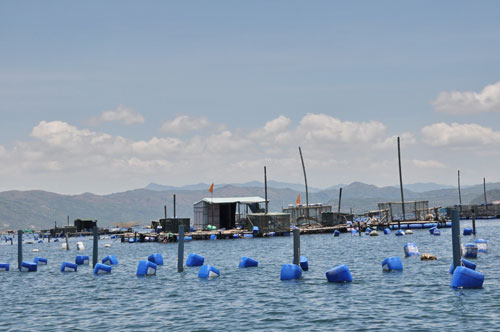Ngư dân Vũng Chào hoang mang khi tôm hùm chết hàng loạt