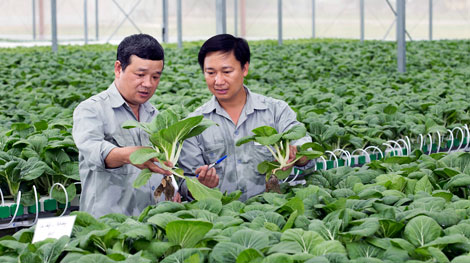 Vingroup ra mắt sản phẩm rau nhà kính đầu tiên