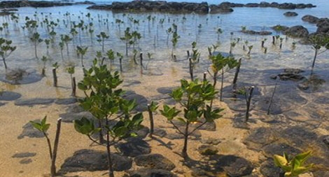 Cần cụ thể hóa kế hoạch hành động ứng phó tại vùng ven biển Nam Định