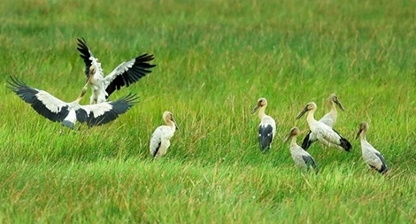Chim quý kéo về sinh sống ở khu vực di tích hầm Đờ Cát