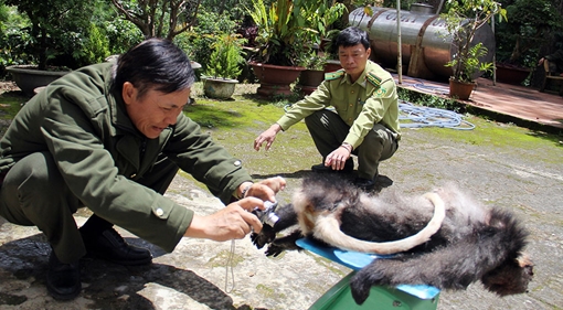 Phát hiện nhóm đối tượng săn bắn voọc chà vá chân đen