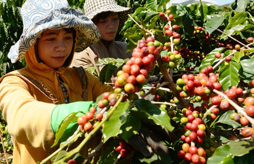 Độc quyền nhãn hiệu  cà phê Cầu Đất