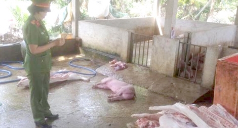 Gom heo chết giết mổ bán cho người dân