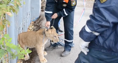 Lấy sư tử làm quà sinh nhật