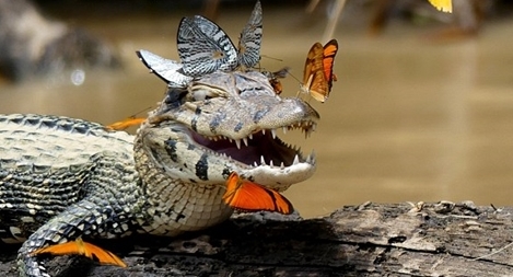 Chú cá sấu tuyệt đẹp gây bão trên mạng xã hội