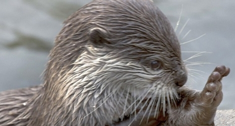 Rái cá biết cầu nguyện