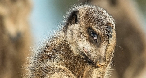 Những khoảnh khắc hài hước của động vật hoang dã