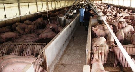 Cấm chất tạo nạc Cysteamine hay để “lửng lơ” hiểm họa?