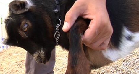 Trộm dê bán lấy tiền hát karaoke