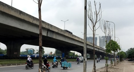 Công ty Cây cảnh Nam Điền sẽ bị “cấm cửa” với các dự án trồng cây xanh của Hà Nội