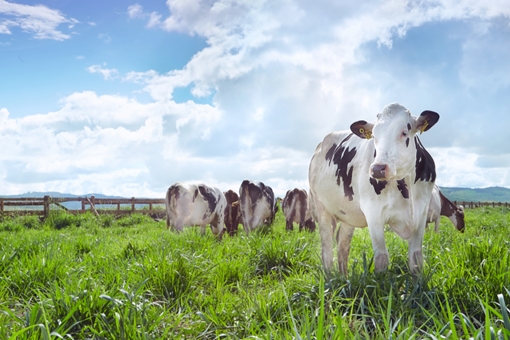 Trang trại bò sữa organic của Vinamilk đạt tiêu chuẩn châu Âu