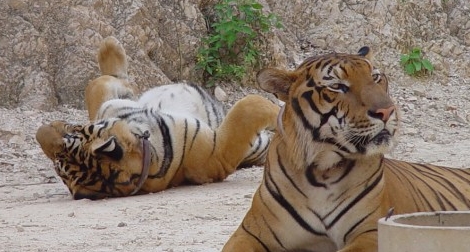 Đi hội chợ, bé gái bị hổ vồ