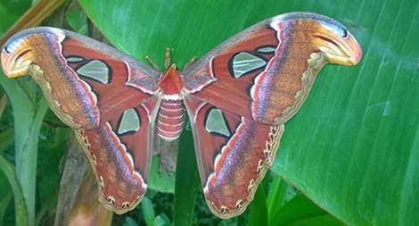 Đàn bướm "khổng lồ"  đẹp như tranh vẽ xuất hiện ở Bạc Liêu
