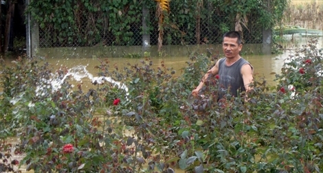 Hoang tàn làng hoa Tết sau lũ lụt