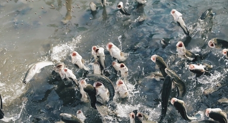 Biểu diễn cá lóc "bay" trước mắt khách du lịch