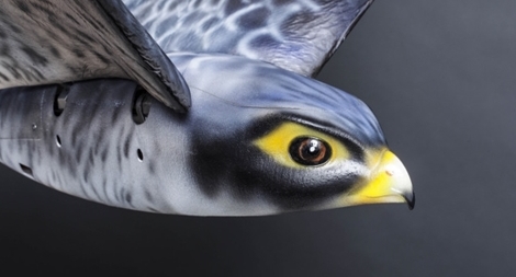 Dùng chim giả đuổi chim thật