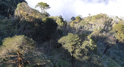 Du xuân trên nóc nhà Đông Dương