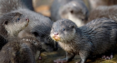 Cho phép nhân giống loài Rái cá vuốt bé quý hiếm