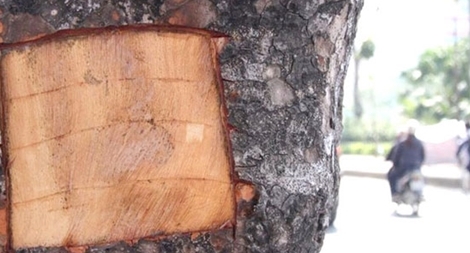 Khi cây xanh bị lột vỏ, đóng đinh và "còng lưng bán hàng"