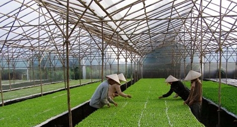 Đầu tư vào nông nghiệp công nghệ cao: Làm gì để hiệu quả?