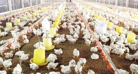 Người Việt tiêu thụ 410.000 tấn gà nhập "siêu" rẻ 