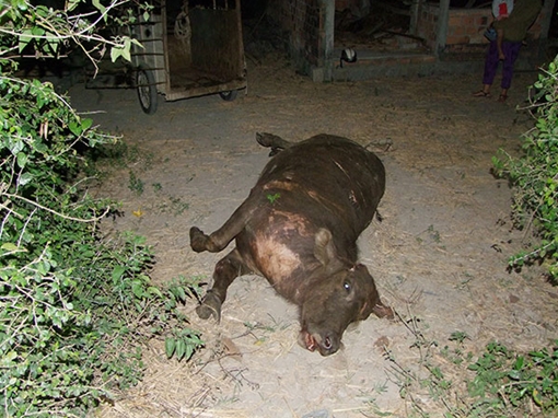 Tàu hỏa trật bánh sau khi húc phải... đàn trâu