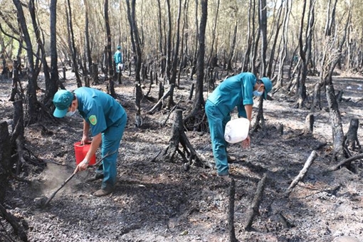 Đang tìm nguyên nhân cháy rừng tràm ở An Giang