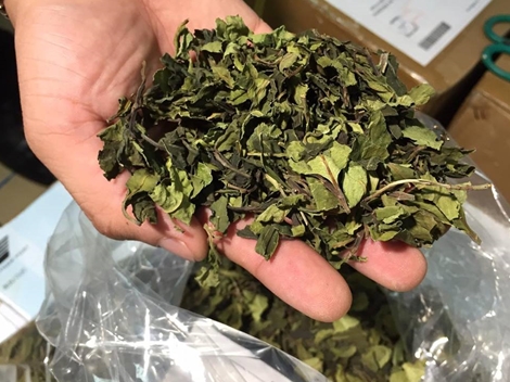 Chưa xử lý hình sự được hành vi vận chuyển lá cây khô có chất gây nghiện