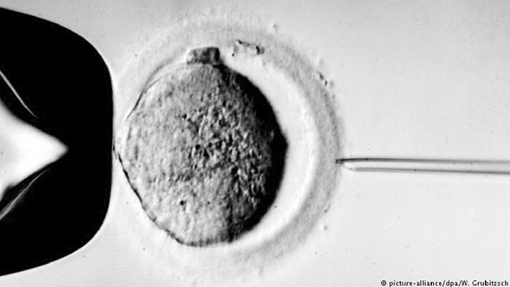 Bê bối thụ tinh trong ống nghiệm rúng động xứ sở hoa Tulip