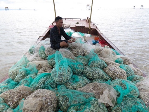 Đâu là nguyên nhân dẫn tới hiện tượng ngao chết tại Hải Phòng?