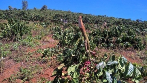 Làm rõ vụ thuê người chặt hàng trăm gốc cà phê