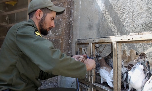 Cảnh sát Iran bắt giữ hàng trăm con chim bồ câu vận chuyển ma túy