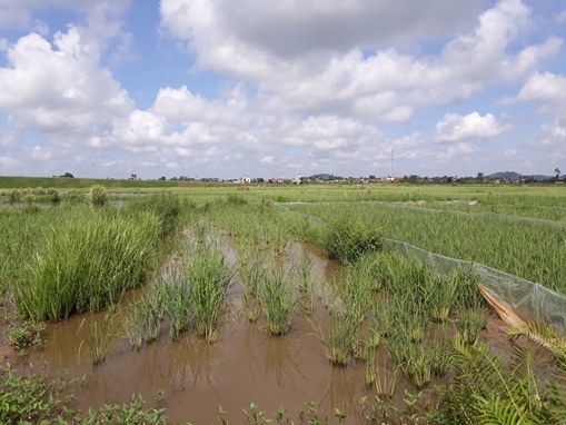 Một xã ở Hải Phòng bị “giặc chuột” tàn phá trên 150ha lúa