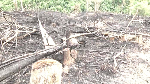 Rừng thuộc Nghị định 163 bị tàn phá, 10 cán bộ bị cách chức