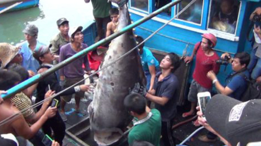 Về Hòn Rớ nghe chuyện câu cá ngừ đại dương