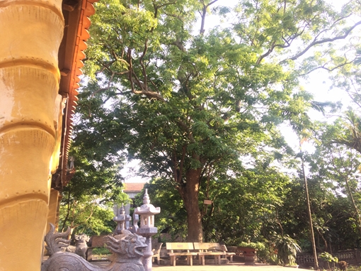 Cần làm rõ những khiếu nại của dân trong vụ bán cây gỗ sưa 24,5 tỷ đồng